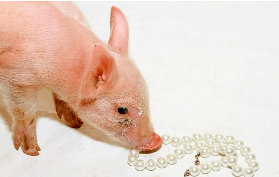 吃货心得猪吃珍珠的心得一篇让你涨姿势的吃货心得