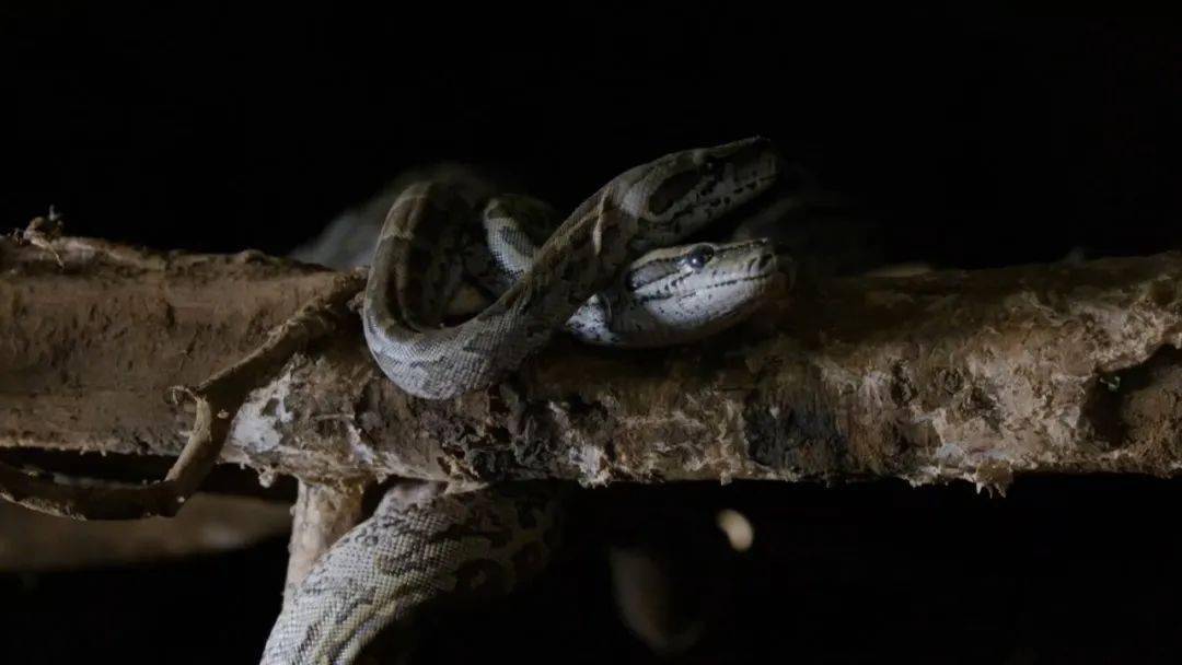 图说纪录片岩蟒女王