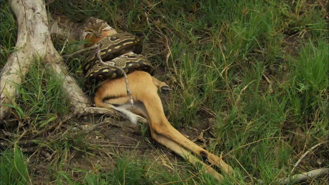 图说纪录片岩蟒女王