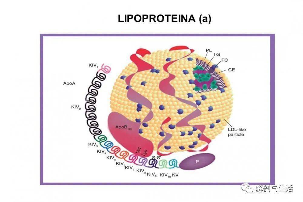 通过二硫键桥将载lp(a)(apo(a))连接到ldl颗粒的载脂蛋白(b)(apo(b))
