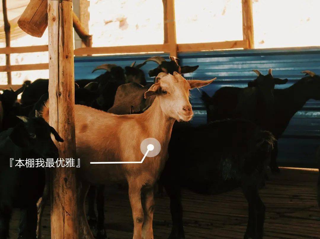 它就是"石山羊"丰富的营养鲜美的肉质温顺的性格可