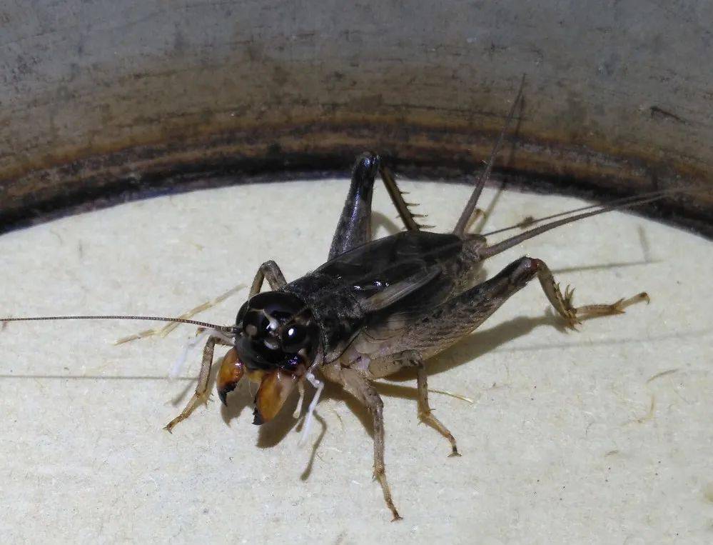 2017年河南乌头银翅