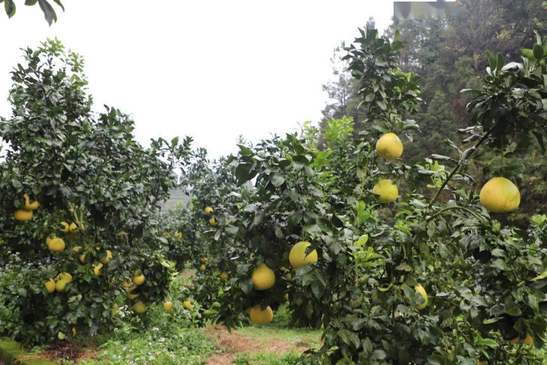 山遍野一进入马家柚基地广寒寨乡塘溪马家柚种植基地位于罗霄山脉北段