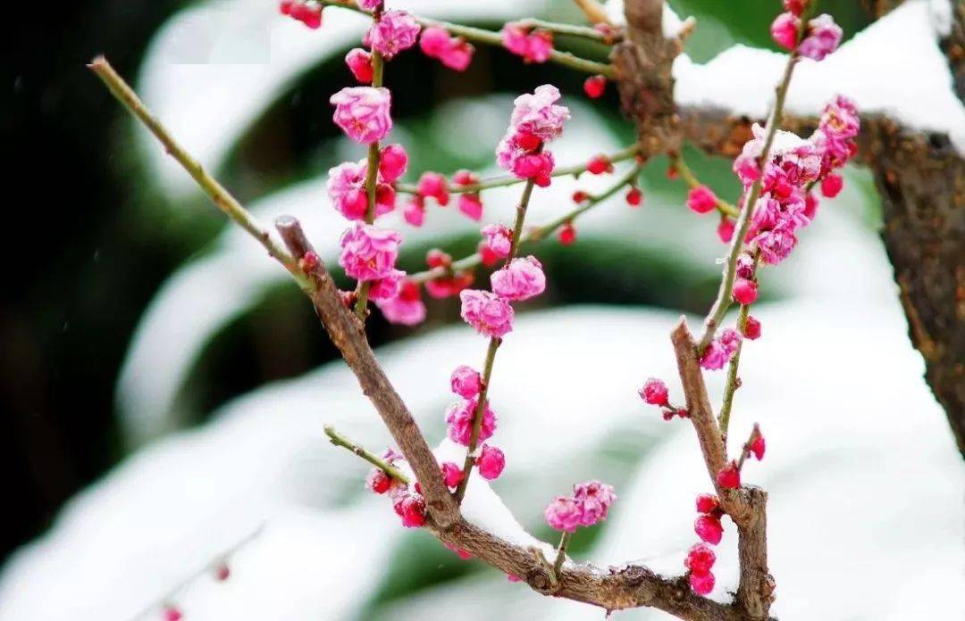 飄雪,落花,是婉約在風裡的一首詩.