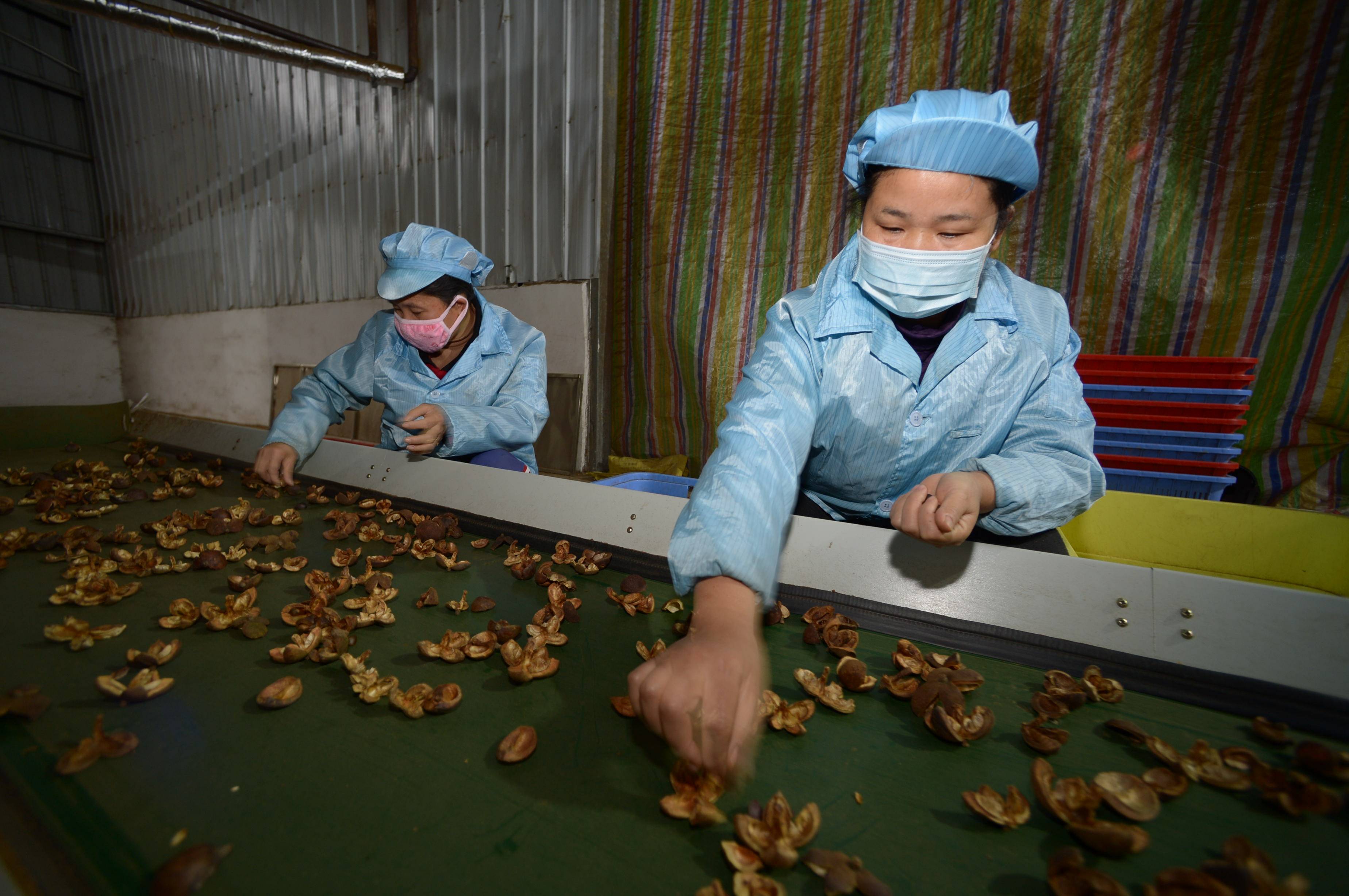 贵州天柱:油茶改良实现增产增收
