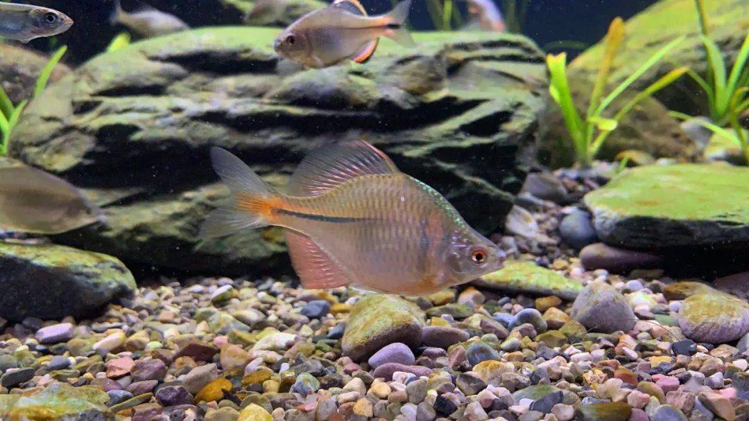 光照:吉印灯普通款2根过滤:底滤,博特水泵