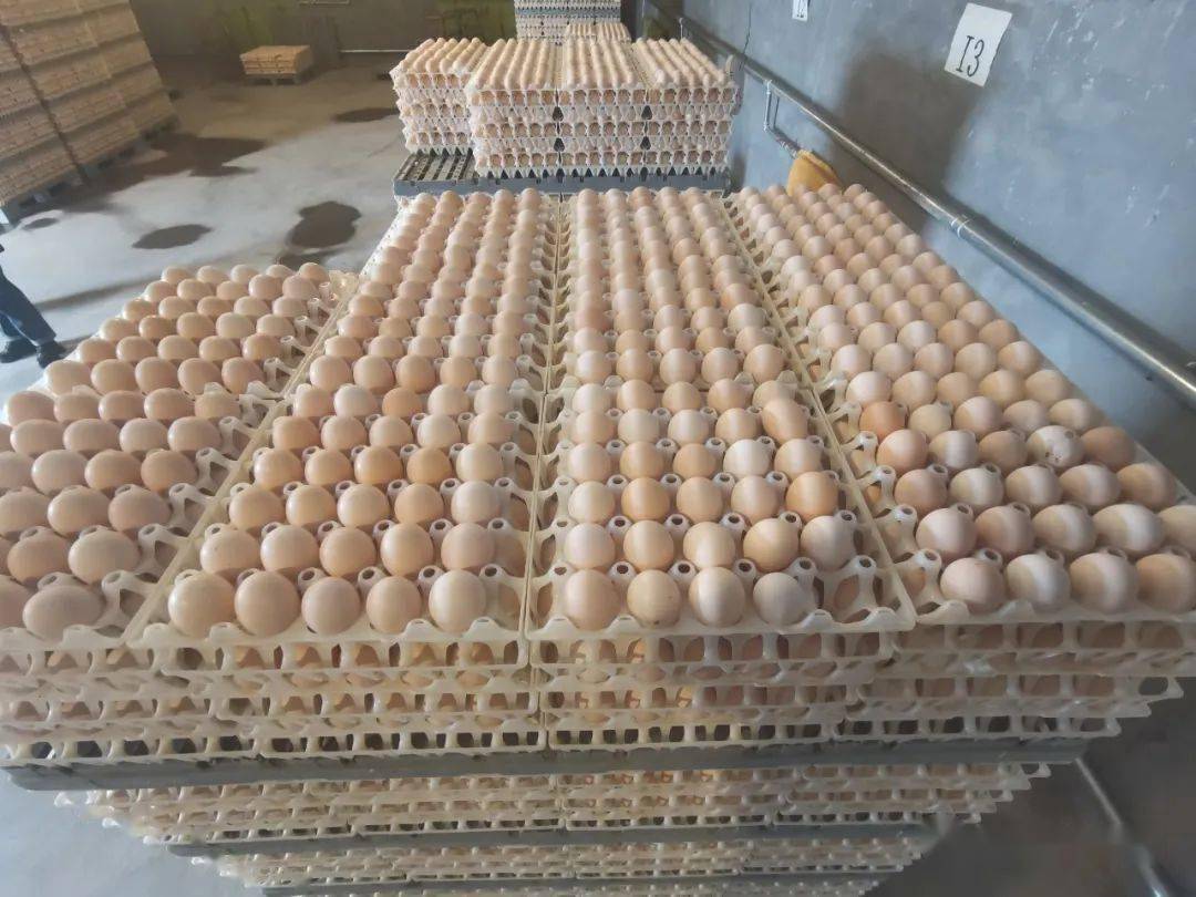 巴彦淖尔重大项目巡礼 | 润海源:肉鸡全产业链日趋完善_孵化场