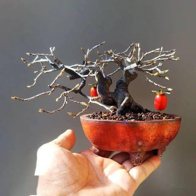养一盆老鸦柿,喜柿连连_盆景