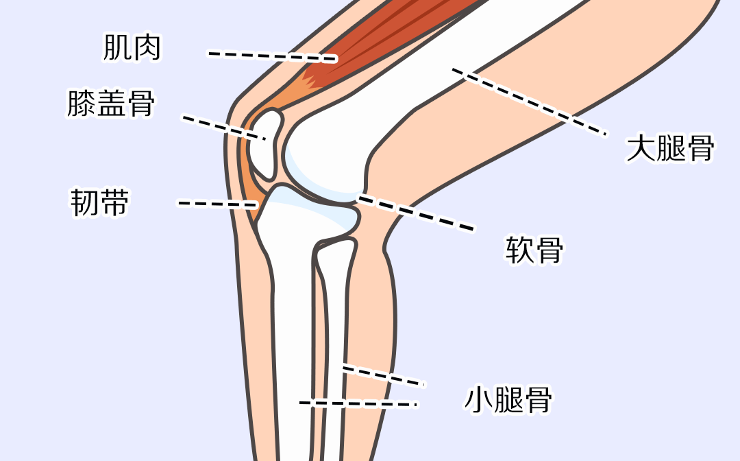 膝盖骨骼结构图图片