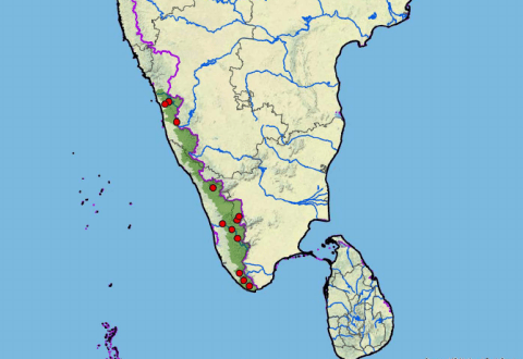 分布:印度半岛西南部(喀拉拉邦,卡纳塔克邦和泰米尔纳德邦)蔗林龟,学