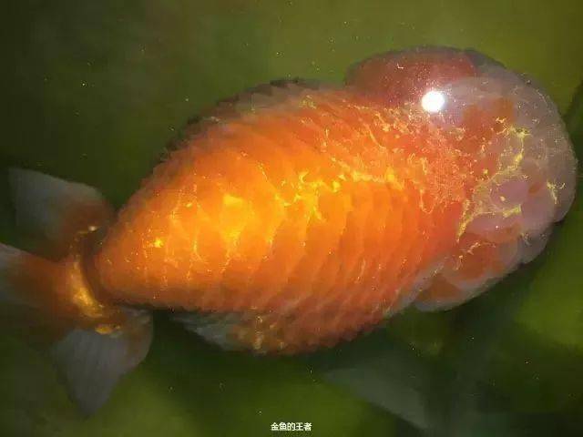 症状经研究,引起竖鳞病的细菌有:点状极毛杆菌,水型假单胞菌,嗜水气单