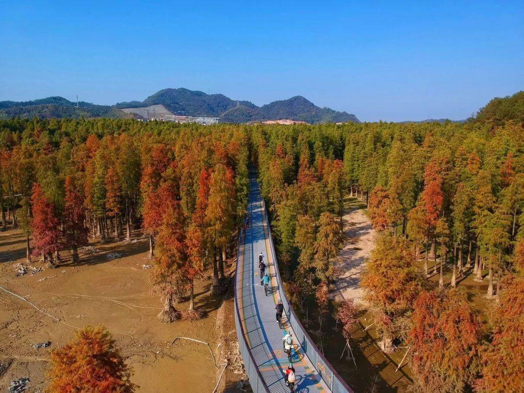 水上紅杉129日迎著秋風盪漾青山湖賞火紅水杉林騎行最美綠道