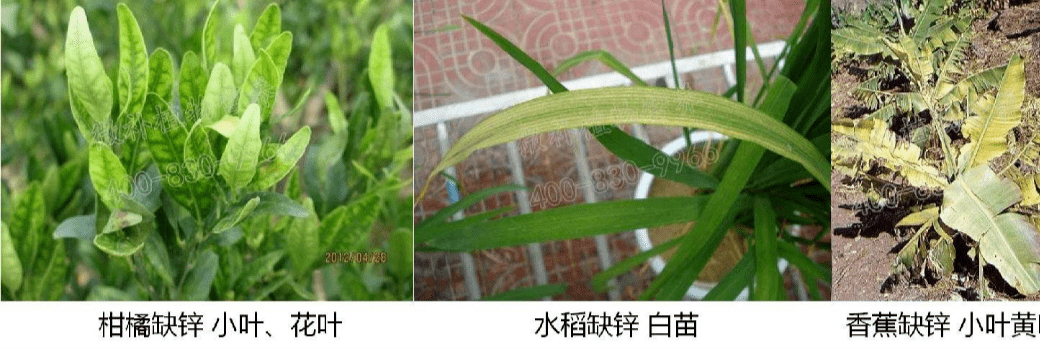 顺丰科普植物元素缺素症状