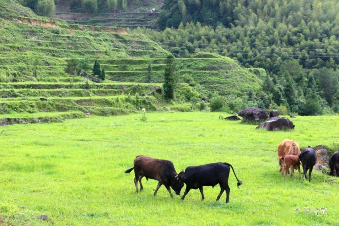这个牧场有牛有羊,居然在海拔1328米的高山上!_牛塘