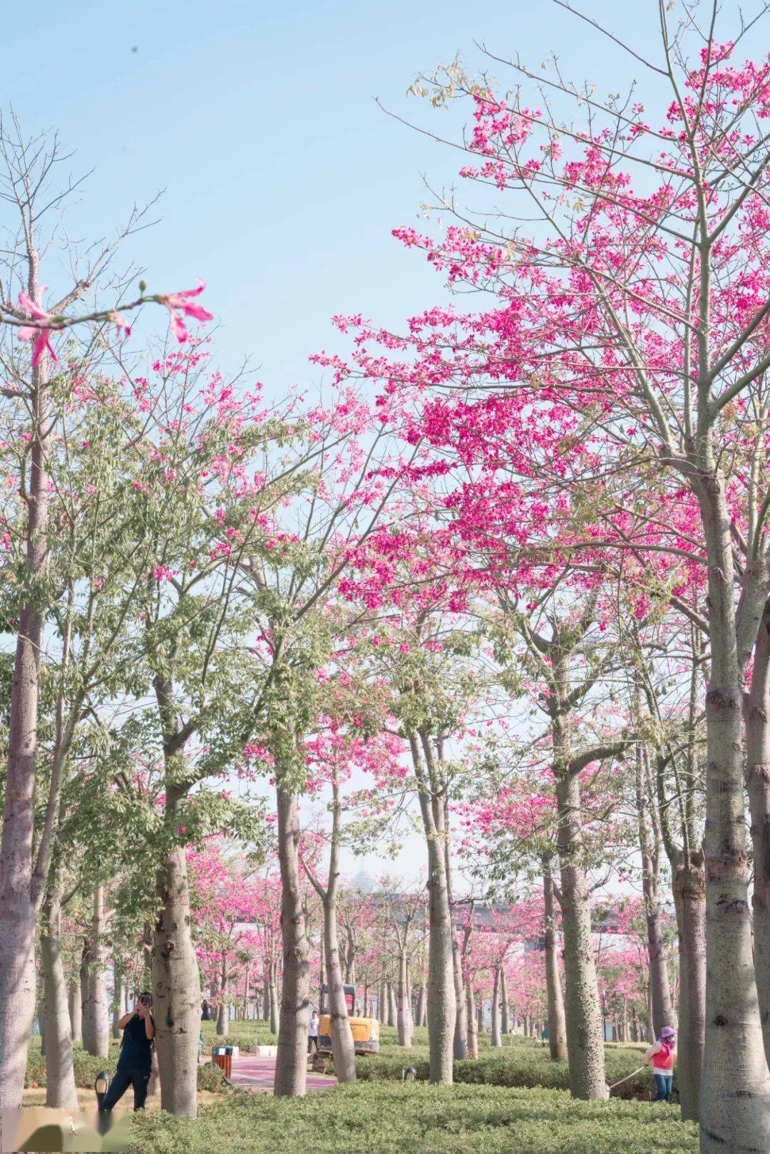 橫琴花海長廊來了_珠海