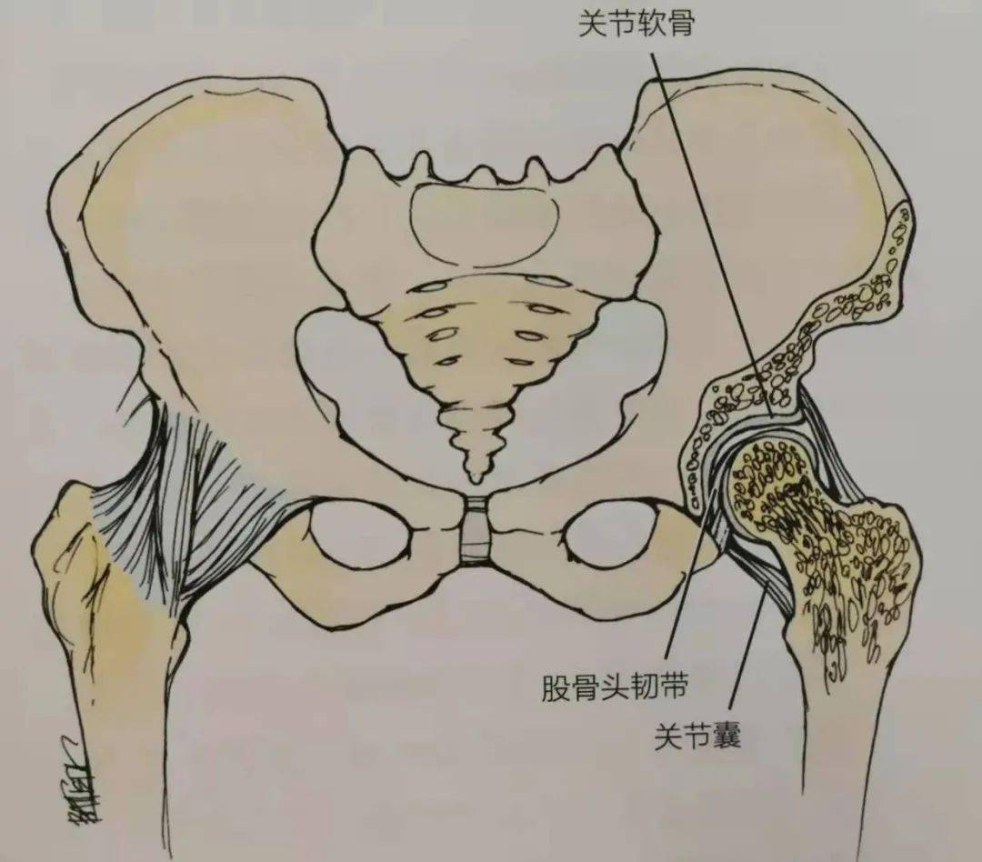 【中醫·風溼病】髖關節疼痛,僵硬,活動受限,髖關節