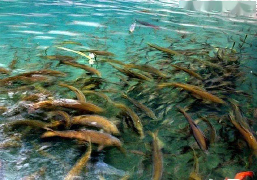 洱海特产弓鱼它们首尾相接屈身弹起把自己射向前方