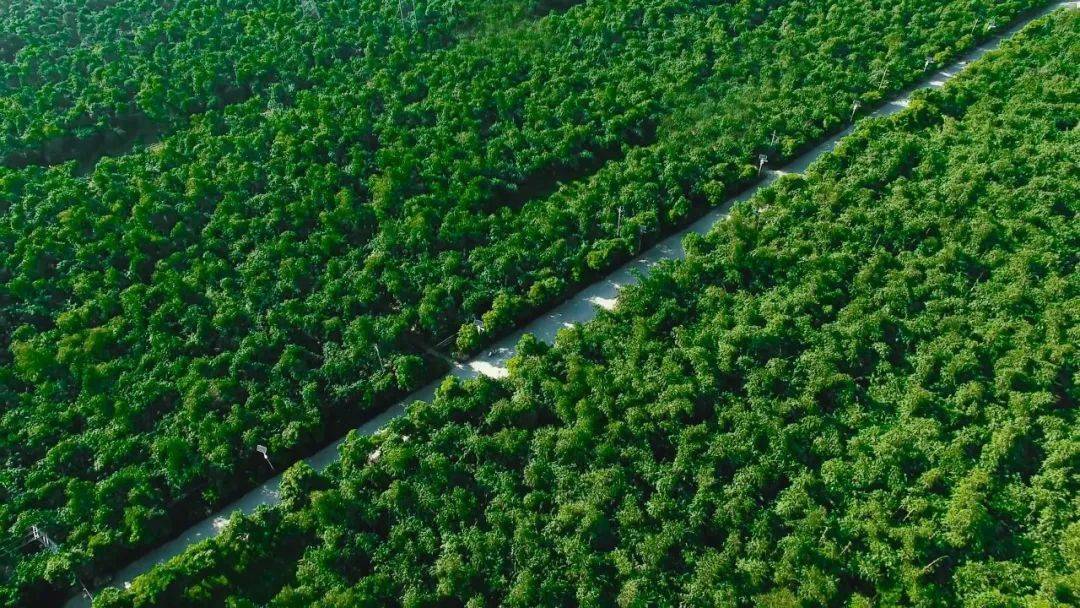 揭阳牌边村吹响中国笋乡,幸福埔田新号角_竹笋