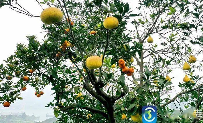 长寿竟有棵结出6种水果的树!_果树