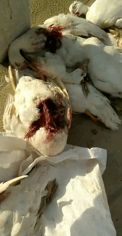 惠安一86岁阿婆不幸身亡,更令人气愤的是…/惠安一