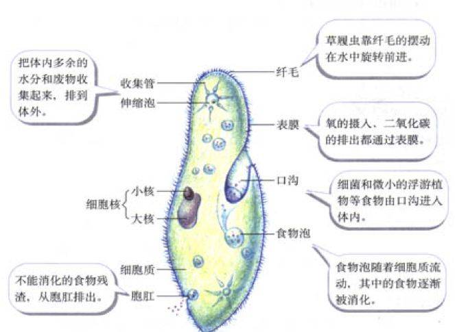 酵母菌,草履蟲,衣藻,眼蟲,變形蟲等都是單細胞生物,能獨立生活,有一切