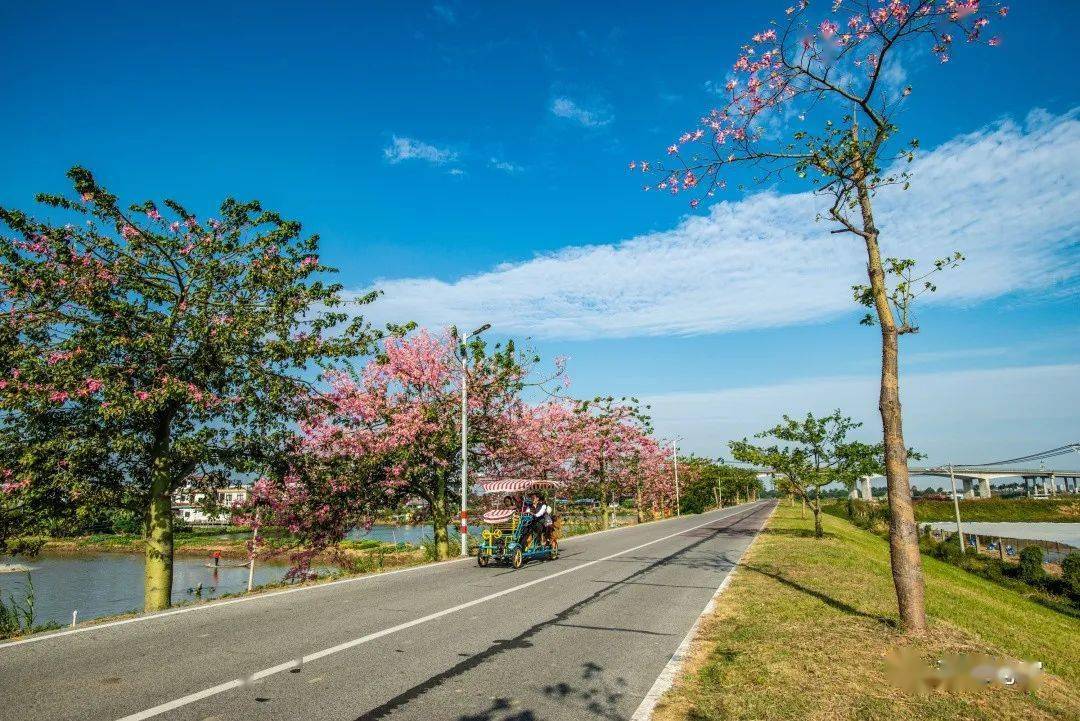 白色优雅粉色迷人均安南沙岛遇见她目光再也移不开