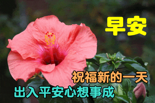 12月1日最漂亮早上好动态表情图片大全,早晨好动图美图大全_胡想