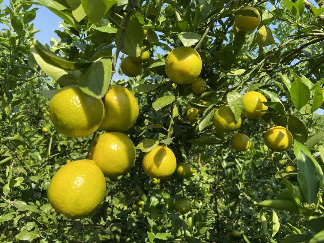 贡柑廉江红橙进入上市高峰田头行情回落