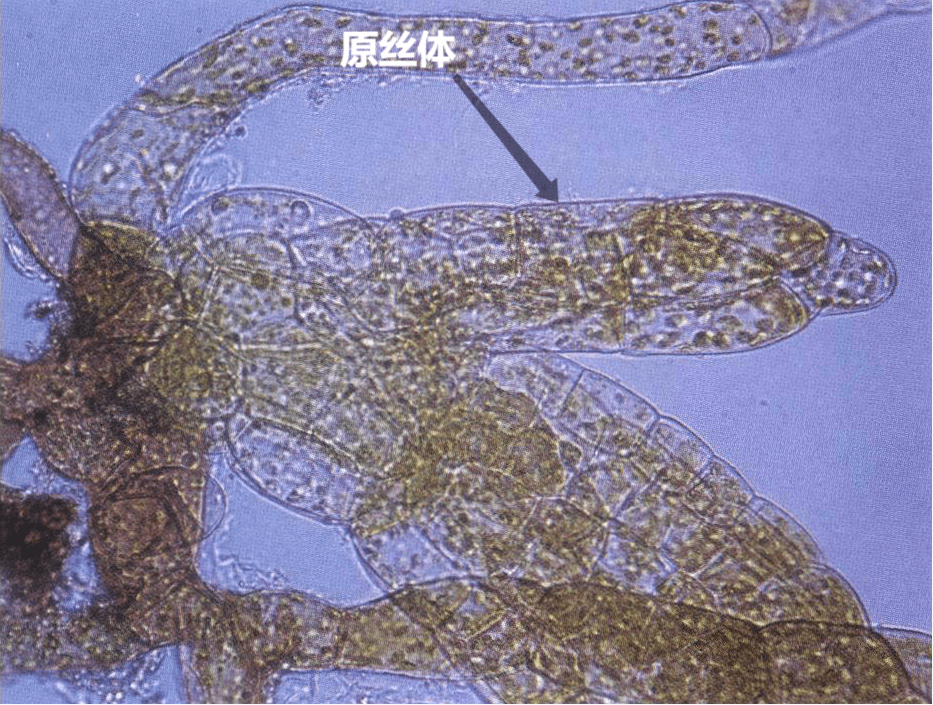 之后,在原丝体上会生长出第二个配子.