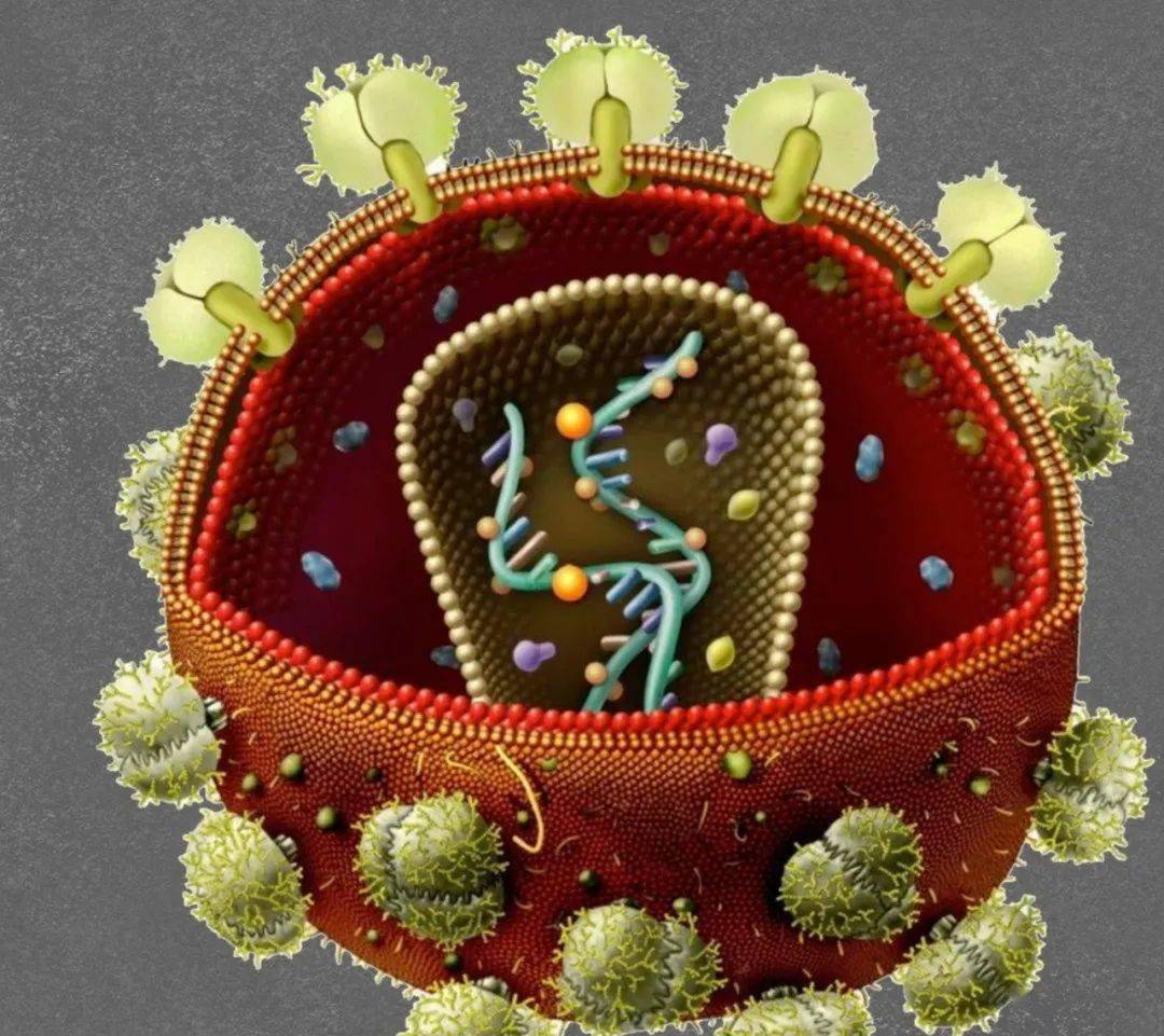 怎样才能消灭艾滋病?歧视才是最大障碍!(文字版)_病毒