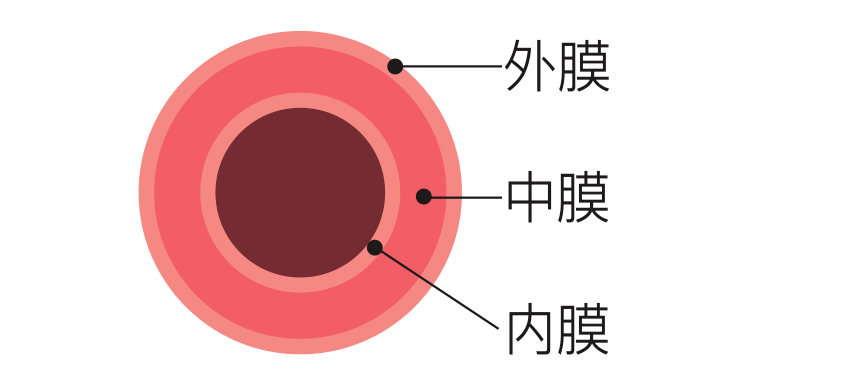 所以血管的弹性来自中膜.