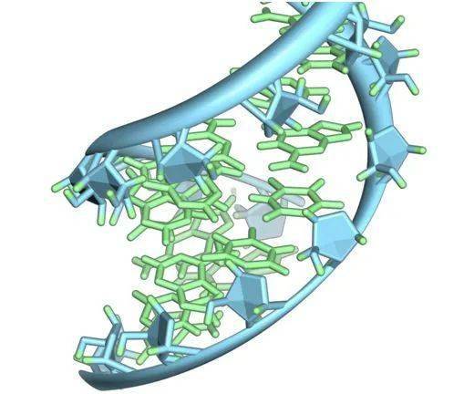 science改寫教科書揭示rho讓rna聚合酶失活終止轉錄新機制