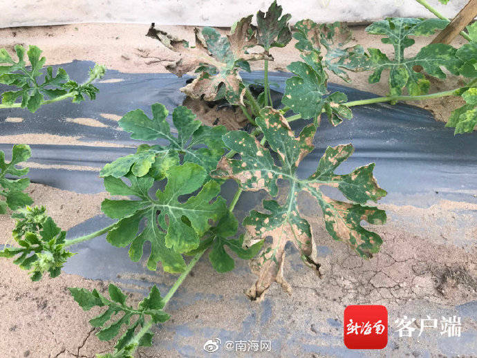 陵水一哈密瓜地噴施除草劑不當 鄰田西瓜苗遭了殃