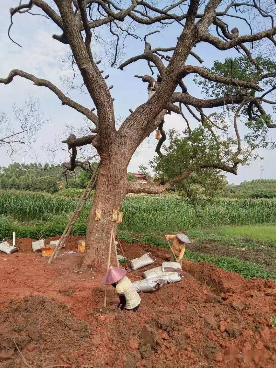 港南区开展古树名木救治复壮工作