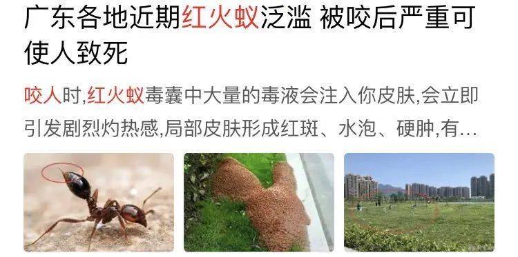 【提醒】如何防范红火蚁?进来看一看._蚂蚁