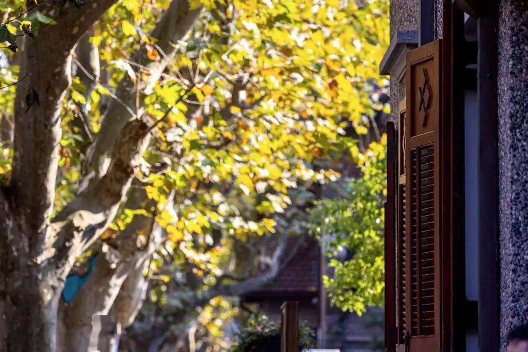 落叶不扫思南路听脚下的梧桐落叶是时光深处的沙沙回音