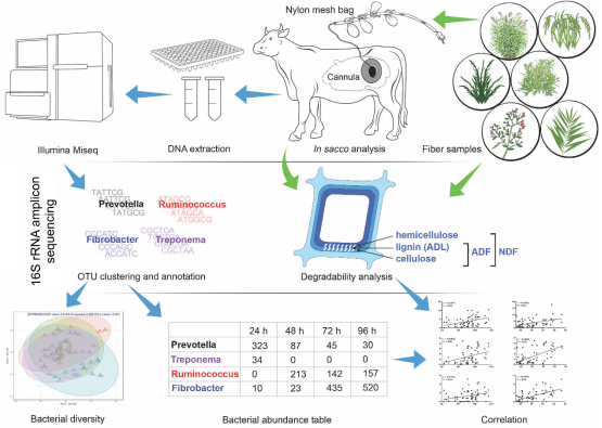 裂开瘤胃微生物也会挑食