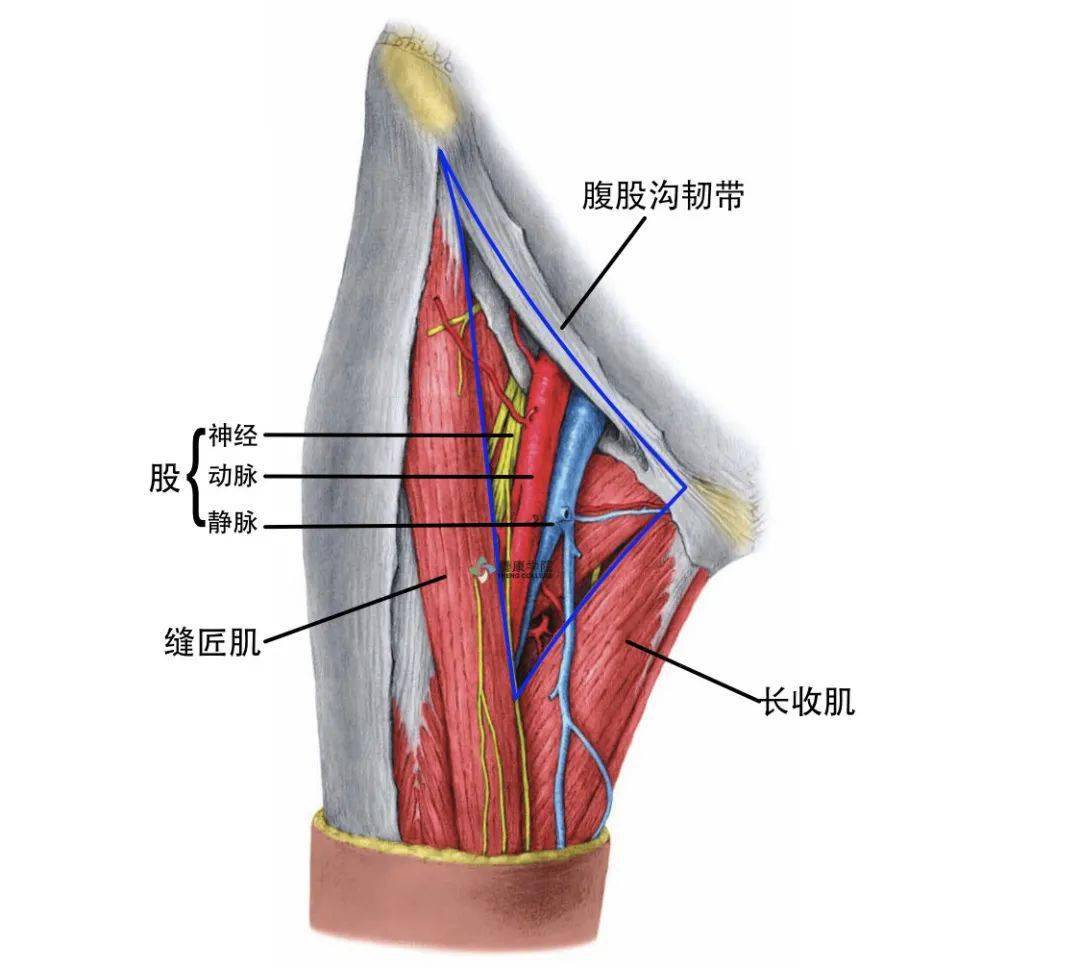 股骨头圆韧带解剖图片