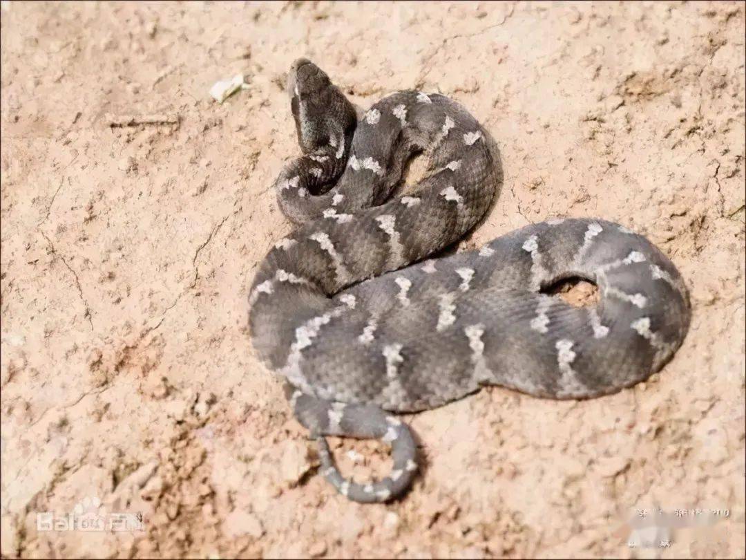 新疆也有蛇这4种蛇有毒得当心啦
