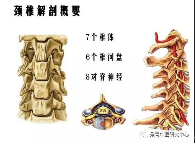 颈椎椎体解剖结构图解图片