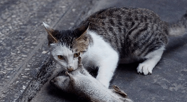 经常大清早把死老鼠往家里拖,人们认为早上见"死"不吉利,是要披麻戴孝