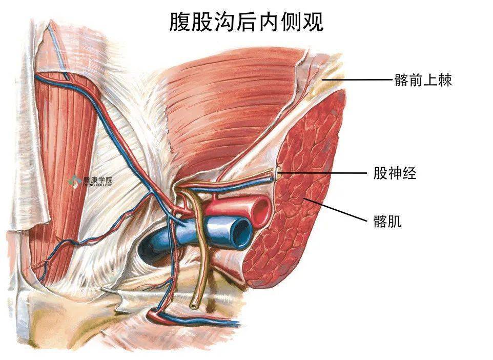 股神经分支及解剖图图片