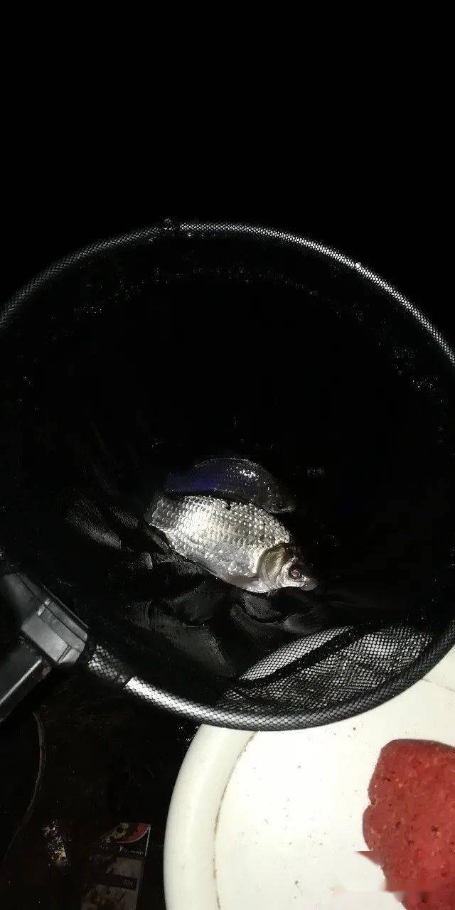 府河夜钓,鲫鱼"爆桶"!