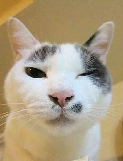 猫奴必看猫咪对你眨眼睛是在向你暗示什么