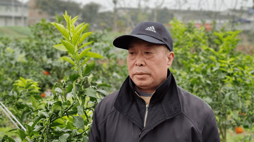 春见种植条件