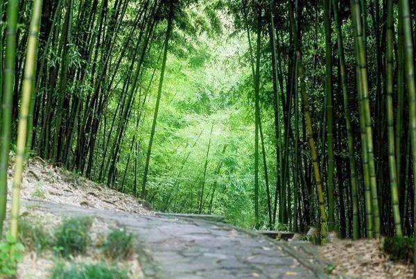 点击观看视频香山国家森林公园——邂逅万亩竹海我们来到了《心宁之乡