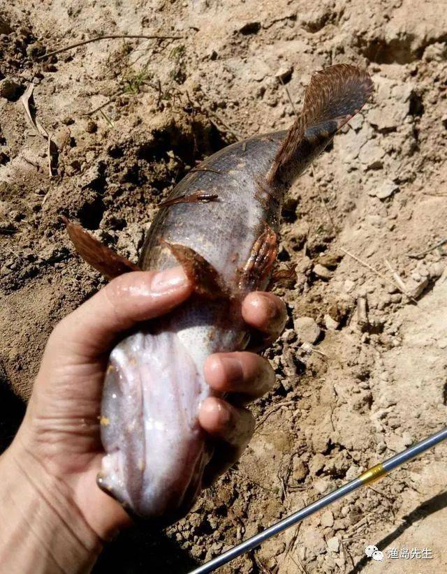 四川乐山河道内"傻子鱼泛滥",半天功夫钓一盆,钓友:能吃吗?