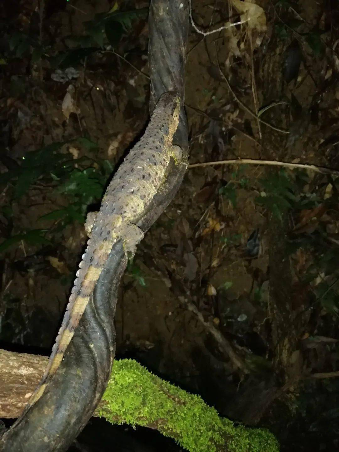 爬行类的活化石瑶山鳄蜥知多少