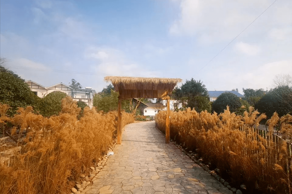 璧山丁家街道 莲花坝村彻底火了