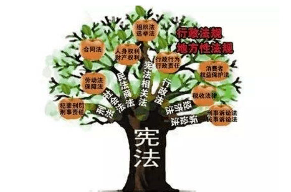 宪法与其他法律,法规的关系,是树根与树枝的关系.